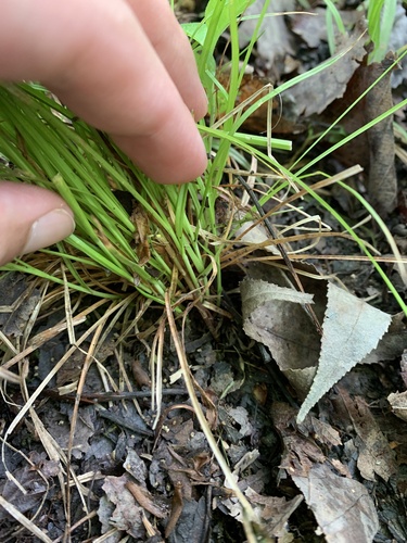 Carex texensis, photograph 5