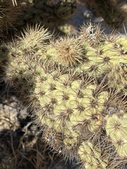 Cylindropuntia wolfii, photograph (c) Ian McFaul, some rights reserved (CC BY)