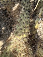 Cylindropuntia wolfii, photograph (c) Ian McFaul, some rights reserved (CC BY)