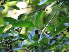 Afrocanthium mundianum, photograph (c) Christiaan Viljoen, some rights reserved (CC BY)