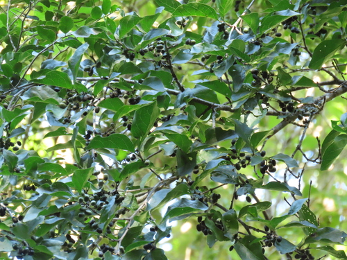 Afrocanthium mundianum, photograph 1