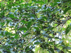 Afrocanthium mundianum, photograph (c) Christiaan Viljoen, some rights reserved (CC BY)
