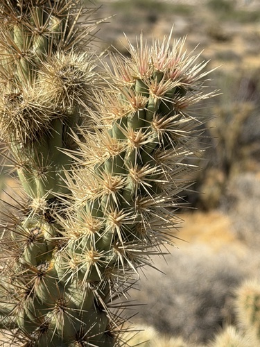 Cylindropuntia wolfii, photograph 4