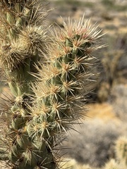 Cylindropuntia wolfii, photograph (c) Ian McFaul, some rights reserved (CC BY)