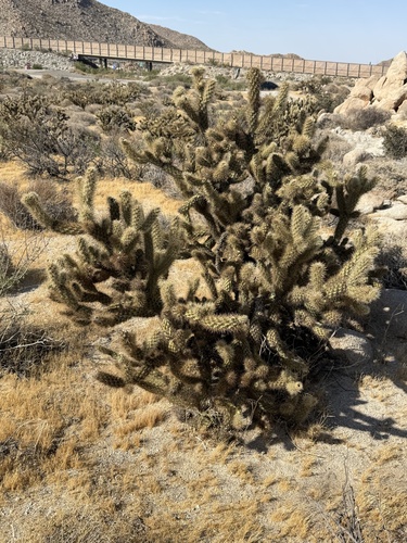 Cylindropuntia wolfii