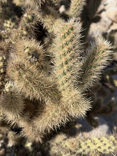 Cylindropuntia wolfii, photograph 5