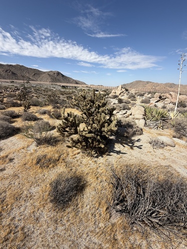 Cylindropuntia wolfii, photograph 6