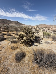 Cylindropuntia wolfii, photograph (c) Ian McFaul, some rights reserved (CC BY)