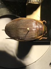 Dytiscus fasciventris