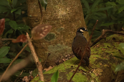 Arborophila crudigularis, 2026-04-16