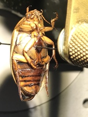 Dytiscus fasciventris