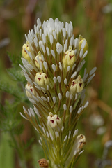 Castilleja lineariloba
