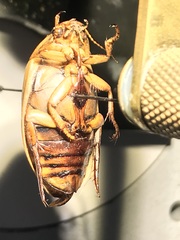 Dytiscus fasciventris