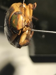 Dytiscus fasciventris