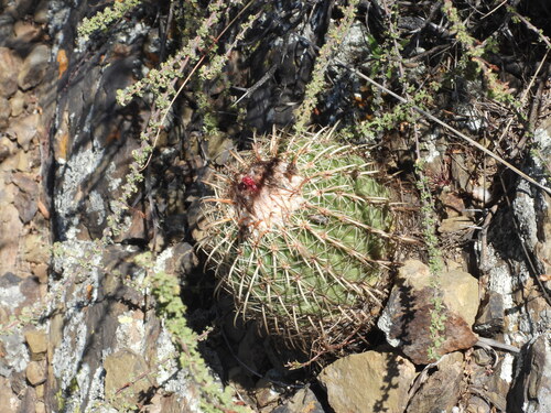 Parodia schwebsiana