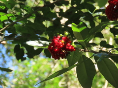 Solanum giganteum, photograph (c) Christiaan Viljoen, some rights reserved (CC BY)