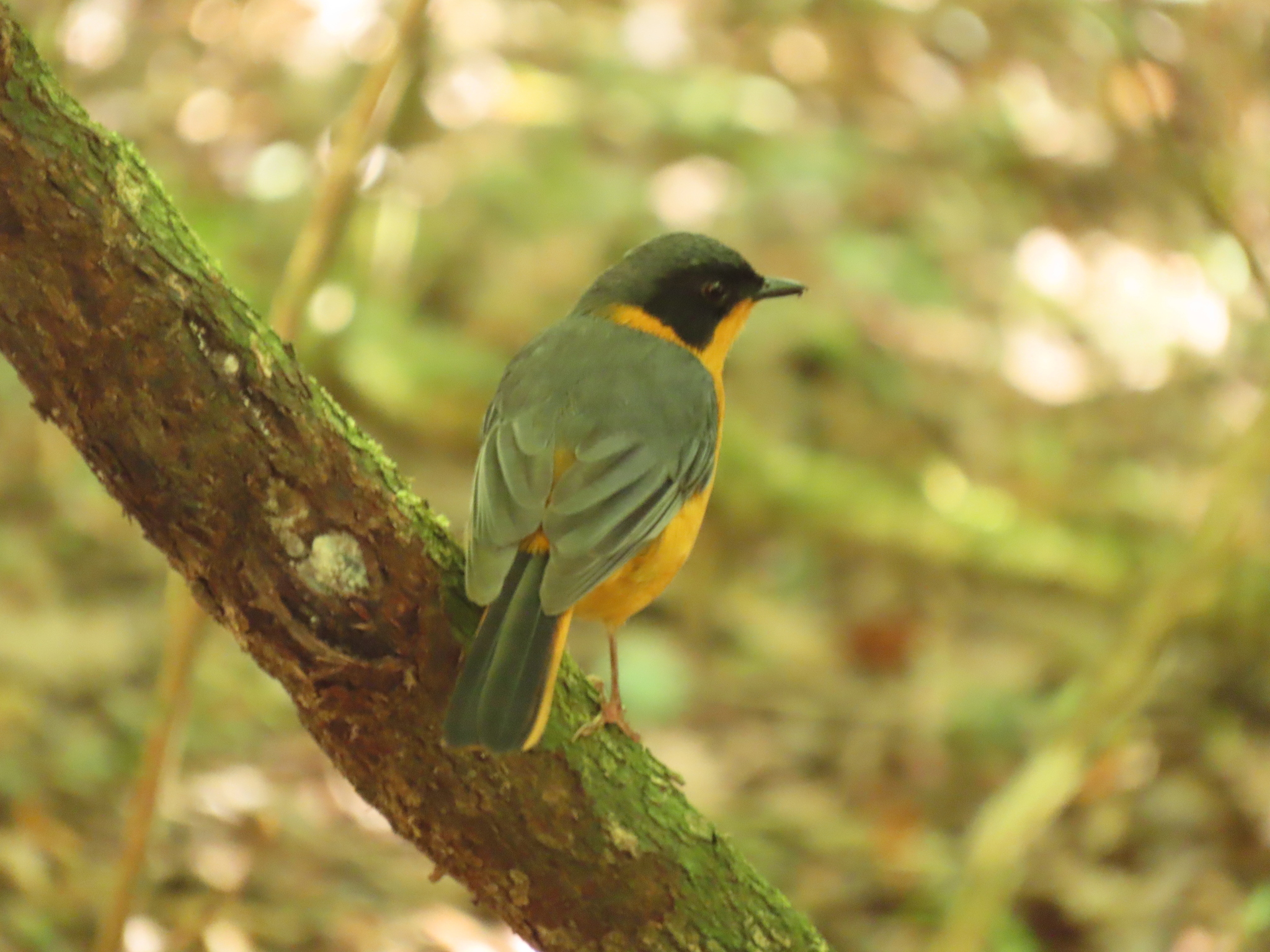Chorister Robin-Chat (Cossypha dichroa), photo 9