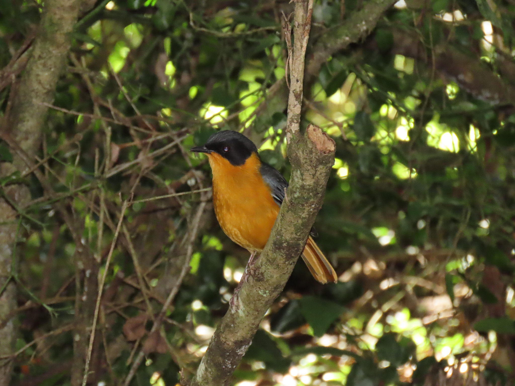 Chorister Robin-Chat (Cossypha dichroa), photo 10
