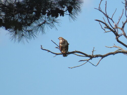 Forest Buzzard (Buteo trizonatus), photo 4
