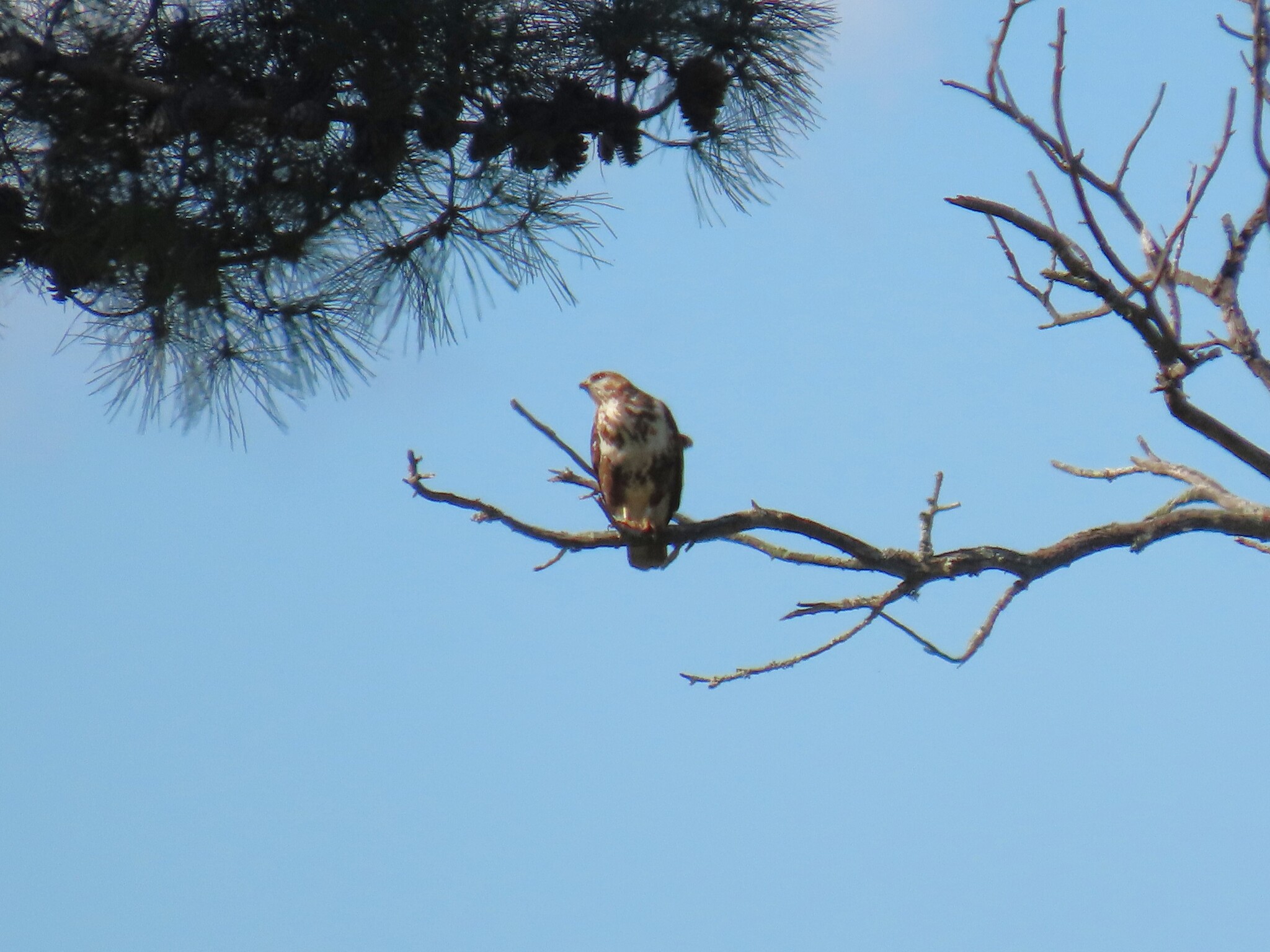 Forest Buzzard (Buteo trizonatus), photo 5