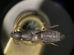 Platydracus viridanus