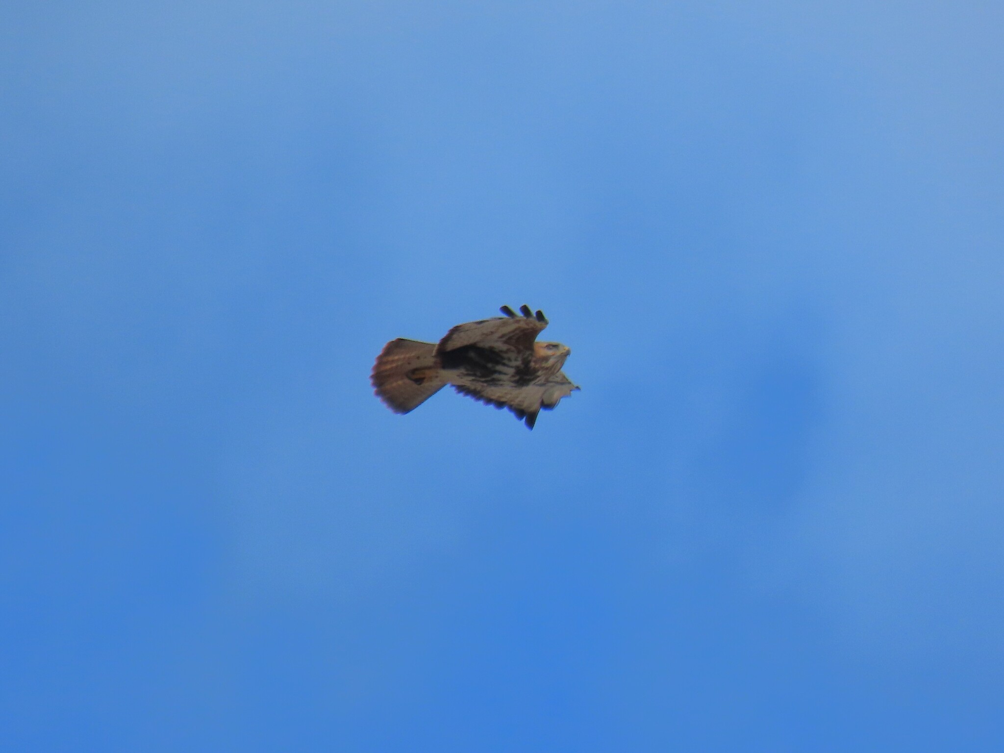 Forest Buzzard (Buteo trizonatus), photo 7