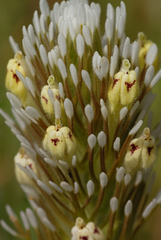 Castilleja lineariloba