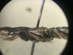 Platydracus viridanus