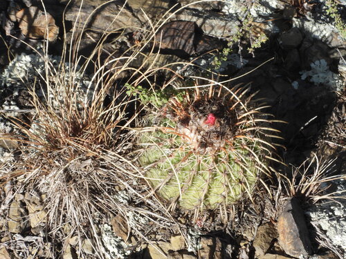 Parodia schwebsiana