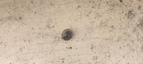 Kaliella depressa, 2026-05-01