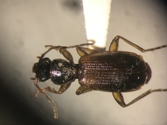 Cymindis neglecta