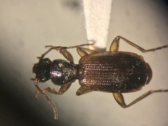 Cymindis neglecta