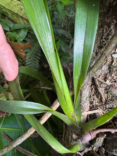 Maxillaria coccinea, photograph 3