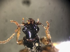 Cymindis neglecta