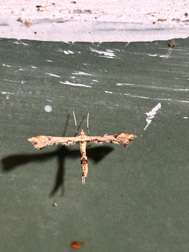 Platyptilia farfarellus, 2026-05-01