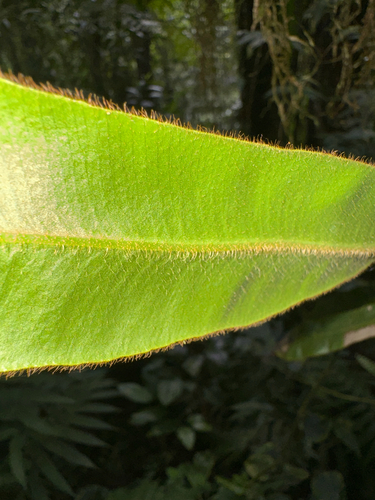 Elaphoglossum apodum, photograph 2