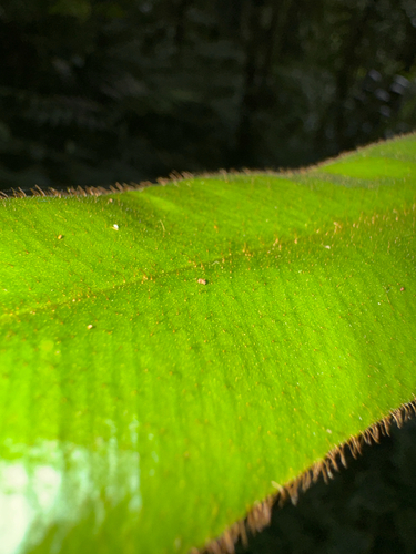 Elaphoglossum apodum, photograph 1