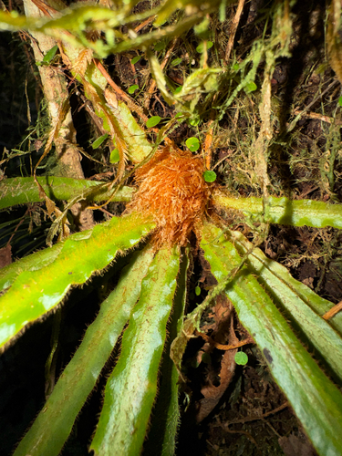 Elaphoglossum apodum, 2026-04-24