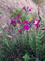 Salvia macellaria