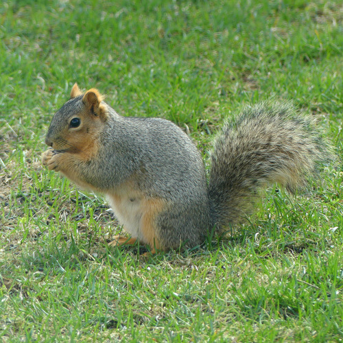 Fox Squirrel (Southern California) · iNaturalist