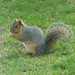 Fox Squirrel - Photo (c) molanic, some rights reserved (CC BY-NC), uploaded by molanic