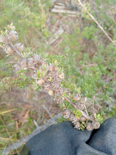 Leptospermum grandifolium, 2026-05-01