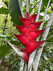 Heliconia caribaea, photograph (c) Matteo Bellucci, some rights reserved (CC BY)