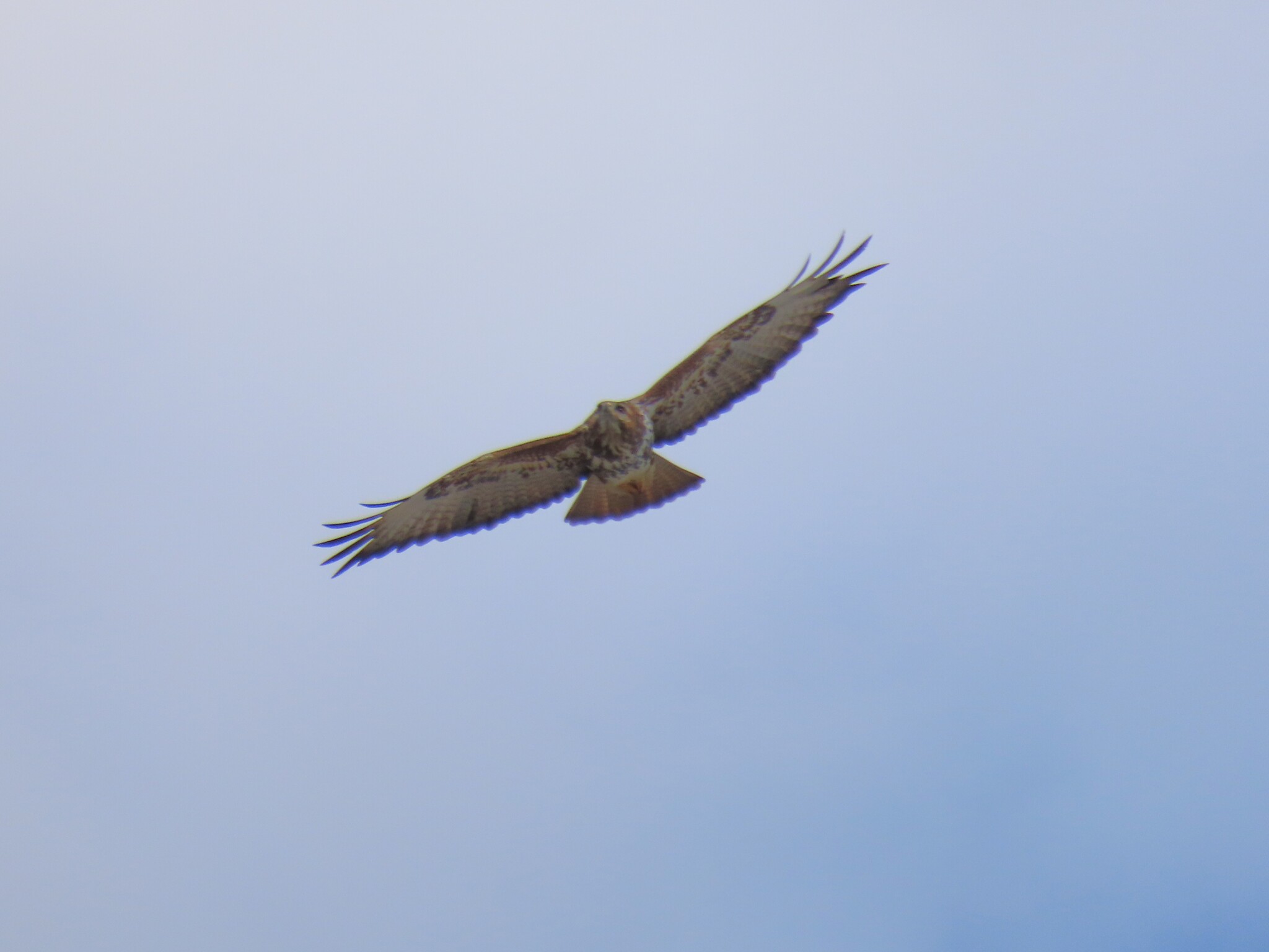 Forest Buzzard (Buteo trizonatus), photo 8