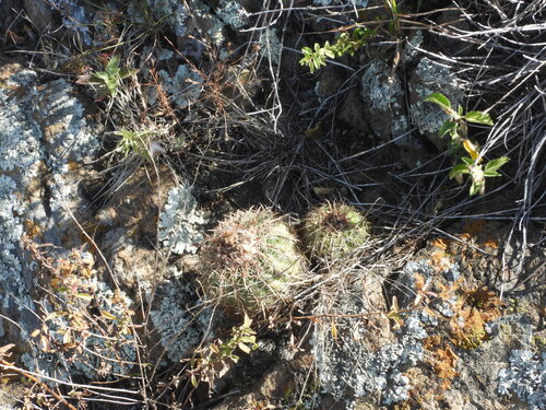 Parodia schwebsiana