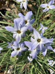 Ipheion