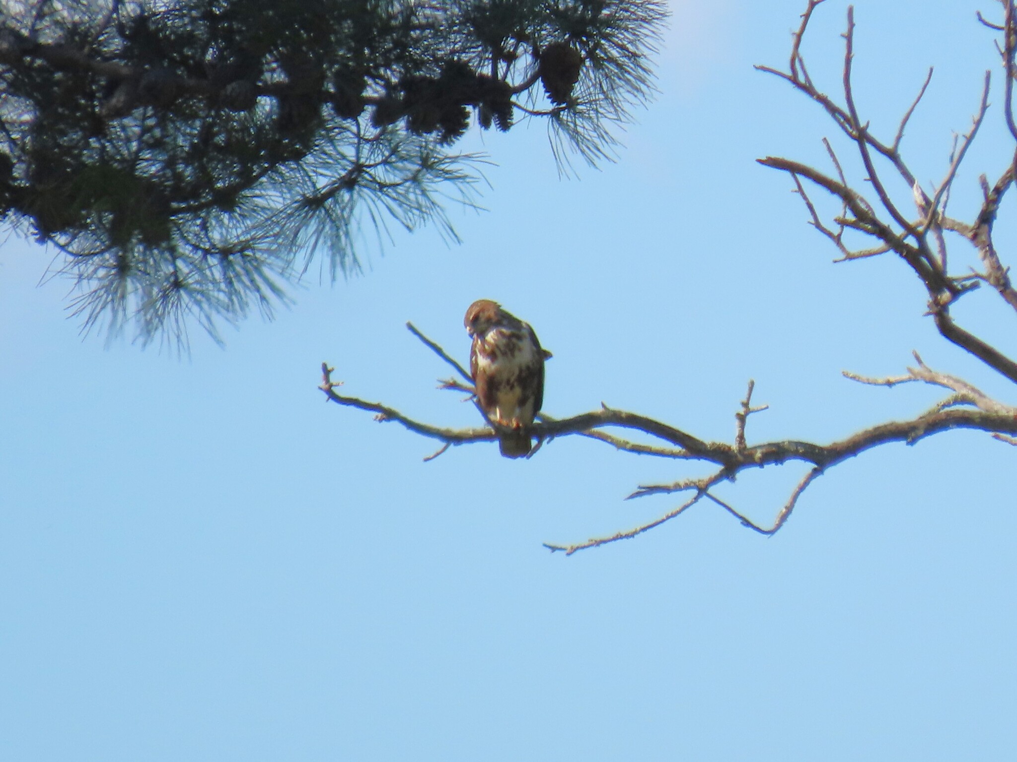 Forest Buzzard (Buteo trizonatus), photo 6