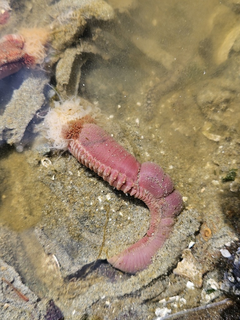 Neoamphitrite robusta