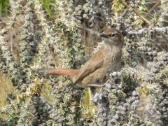 Ochetorhynchus phoenicurus