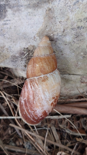 Maoristylus bivaricosus observed 2026-05-01